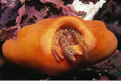 《地牢翻新模拟器》4月Steam抢测 哥布林的家园清扫